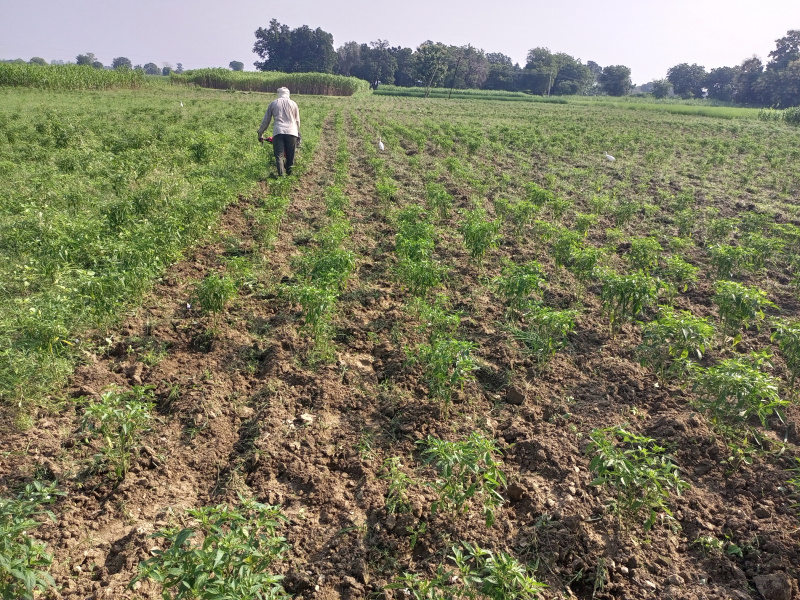  8 Bigha Agricultural/Farm Land for Sale in Rura, Kanpur Dehat