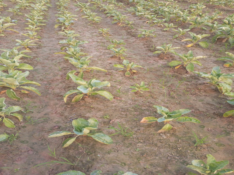  8 Bigha Agricultural/Farm Land for Sale in Rura, Kanpur Dehat