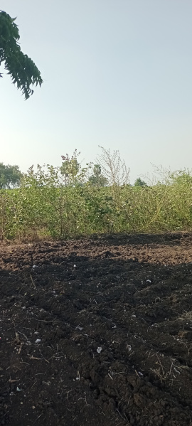  Agricultural Land 90 Cent for Sale in Ankireddy Palem, Guntur