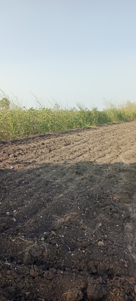  Agricultural Land 90 Cent for Sale in Ankireddy Palem, Guntur