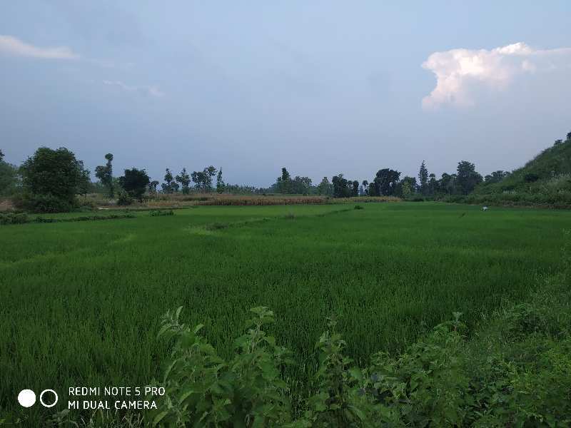 Agricultural Land 55 Acre for Sale in Vizianagaram, Visakhapatnam