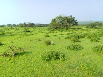 Agricultural Land for Sale in North Goa