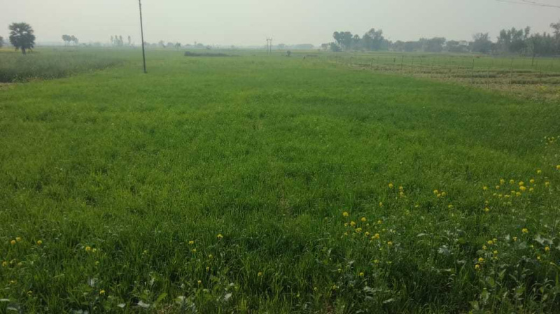  34000 Sq.ft. Residential Plot for Sale in Kasimabad, Ghazipur