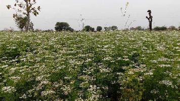  Agricultural Land for Sale in Katol, Nagpur