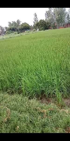  Agricultural Land 28500 Sq.ft. for Sale in Akbarpur, Ambedkar Nagar