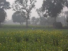 Agricultural Land for Sale in Sikandrabad, Bulandshahr
