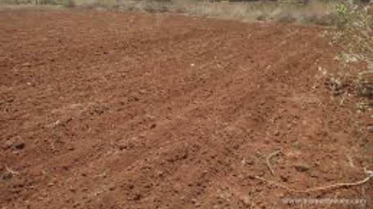 Agricultural Land 1100 Sq. Yards for Sale in Ferozepur Jhirka, Nuh