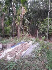  Residential Plot for Sale in Chaul, Alibag, Raigad
