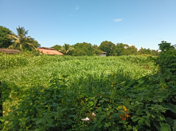  Residential Plot for Sale in Kihim, Raigad