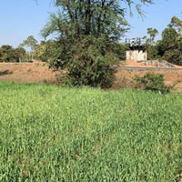  Agricultural Land for Sale in Kapadvanj, Kheda