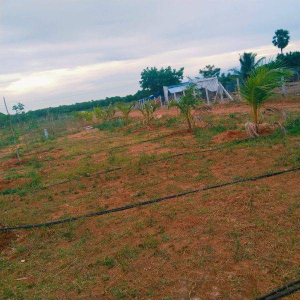  Agricultural Land 9147 Sq.ft. for Sale in Akkaraipatti, Tiruchirappalli