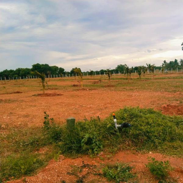  Agricultural Land 9147 Sq.ft. for Sale in Akkaraipatti, Tiruchirappalli