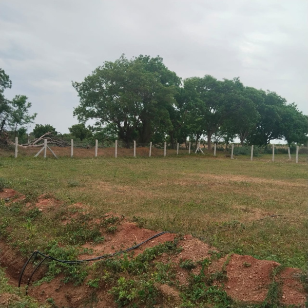  Agricultural Land 9147 Sq.ft. for Sale in Akkaraipatti, Tiruchirappalli