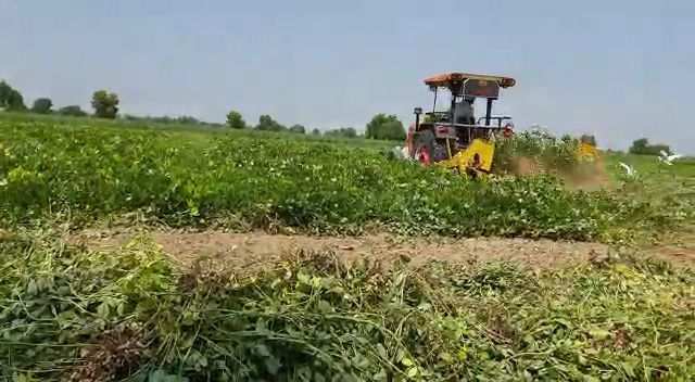 Agricultural Land 31 Bigha for Sale in Jamsar, Bikaner