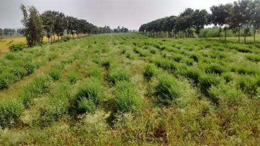 Agricultural Land 605 Sq. Yards for Sale in Narayankhed, Sangareddy