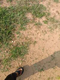  Agricultural Land for Sale in Roddam, Anantapur