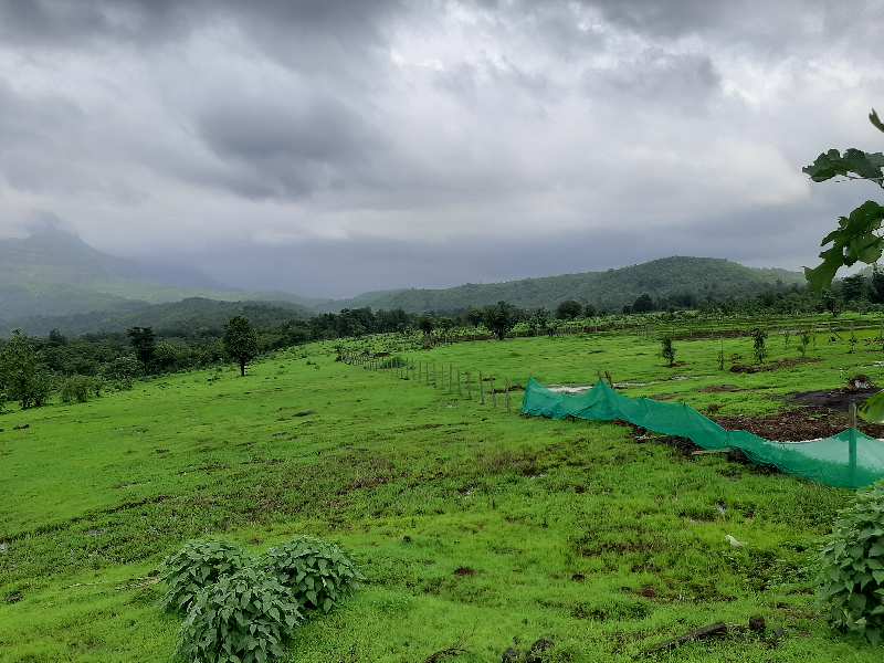 Agricultural Land 5 Acre for Sale in Shahapur, Thane