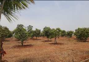  Agricultural Land for Sale in Nandgaon, Nashik