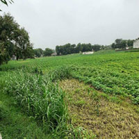  Agricultural Land for Sale in Vijapur, Mahesana