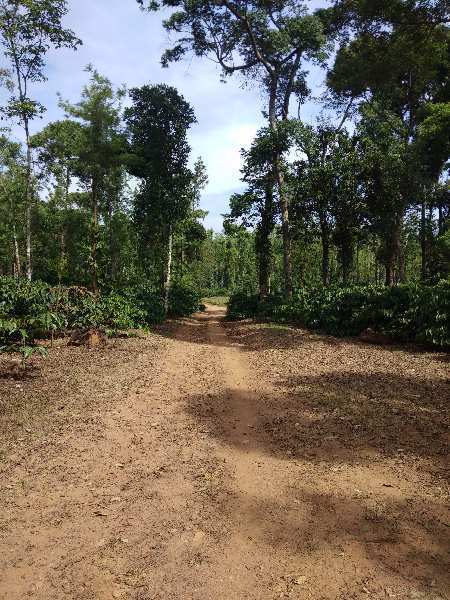  Agricultural Land 43 Acre for Sale in Sakleshpur, Hassan