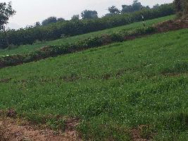  Agricultural Land for Sale in Mount Abu, Sirohi