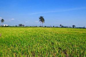  Agricultural Land for Sale in Pedana, Krishna