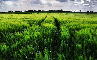  Agricultural Land for Sale in Dadri, Bhiwani