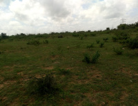  Agricultural Land for Sale in Shabad, Rangareddy