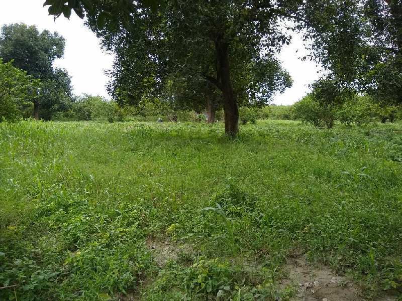  Agricultural Land 2 Acre for Sale in Pali, Lalitpur