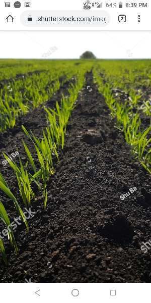  Agricultural Land 18 Acre for Sale in Veldurthi, Kurnool