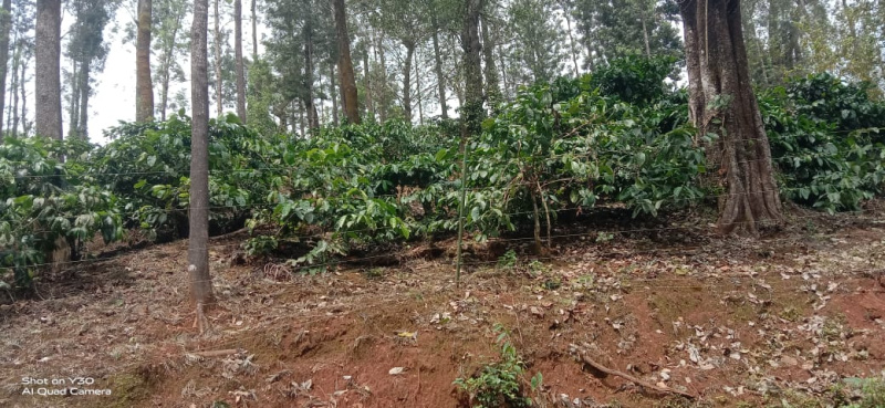  365 Acre Agricultural/Farm Land for Sale in Banakal, Chikmagalur