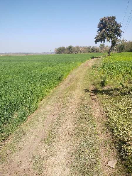 Agricultural Land 3 Acre for Sale in Bilkisganj, Sehore