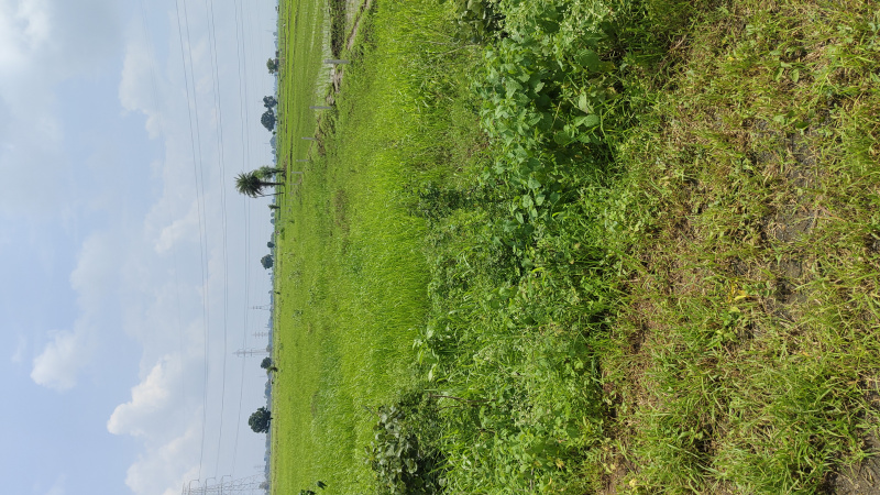  Agricultural Land 7 Acre for Sale in Goharganj, Raisen