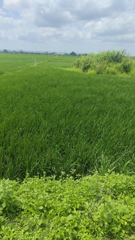  Agricultural Land 2 Acre for Sale in Mandideep, Raisen