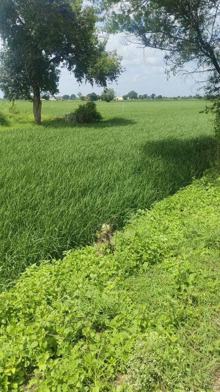  Agricultural Land 2 Acre for Sale in Mandideep, Raisen