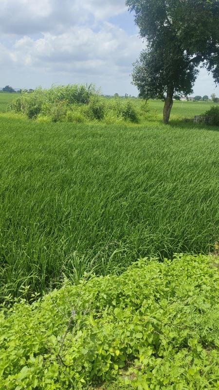  Agricultural Land 5 Acre for Sale in Naktara, Raisen