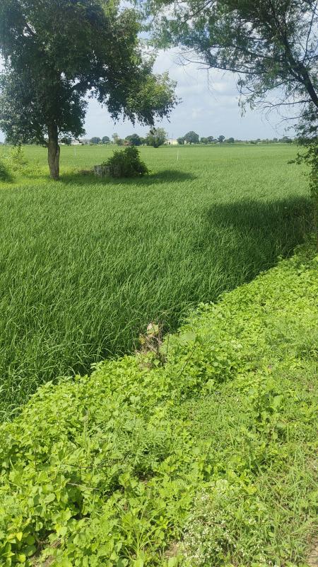  Agricultural Land 5 Acre for Sale in Naktara, Raisen