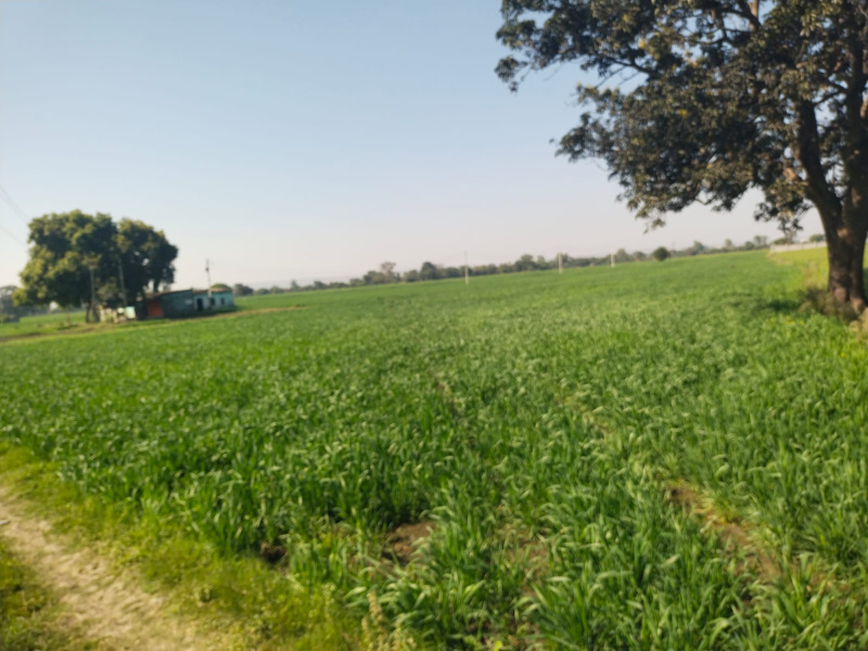  Residential Plot 2 Acre for Sale in Anwali Kheda, Sehore