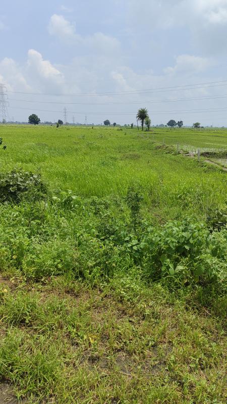  Agricultural Land 8 Acre for Sale in Sanchi, Raisen
