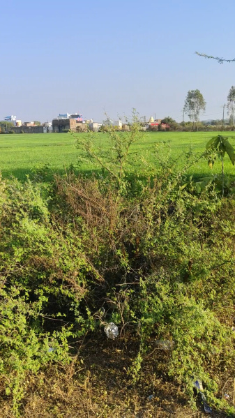  Residential Plot 11 Bigha for Sale in Shri Ram Nagar, Vidisha