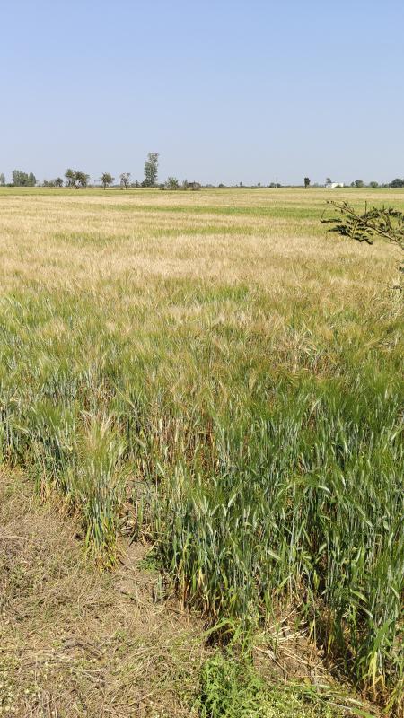  3 Acre Agricultural/Farm Land for Sale in Sanchi, Raisen