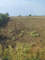 Agricultural Land for Sale in Huzur, Bhopal