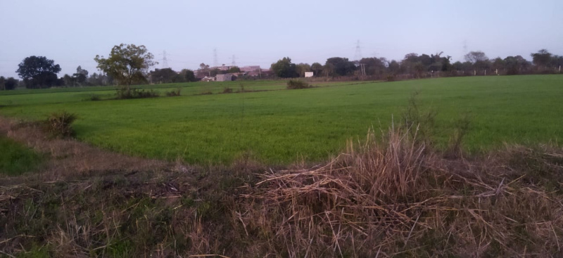  Agricultural Land 20 Acre for Sale in Sultanpur, Raisen
