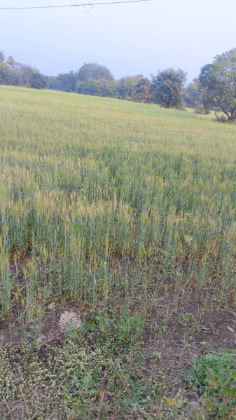  1 Acre Agricultural/Farm Land for Sale in Bilkisganj, Sehore
