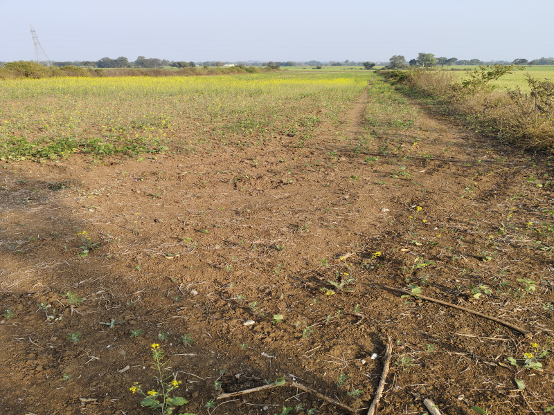  Agricultural Land 4 Acre for Sale in Bilkisganj, Sehore