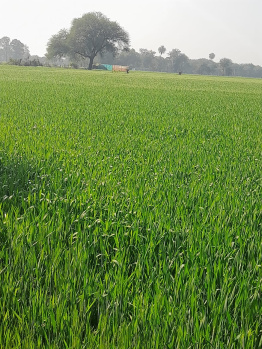 Agricultural Land for Sale in Sultanpur, Raisen