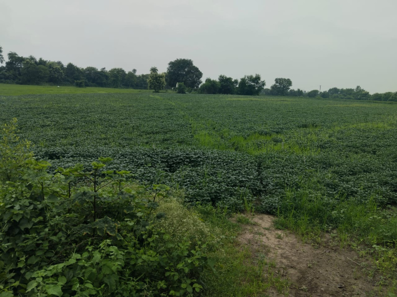  2 Acre Agricultural/Farm Land for Sale in Kolar Road, Bhopal