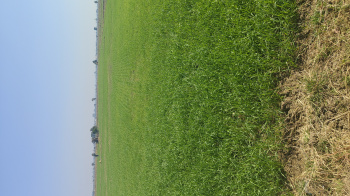  Agricultural Land for Sale in Silwani, Raisen