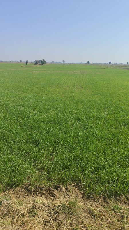  5 Acre Agricultural/Farm Land for Sale in Silwani, Raisen