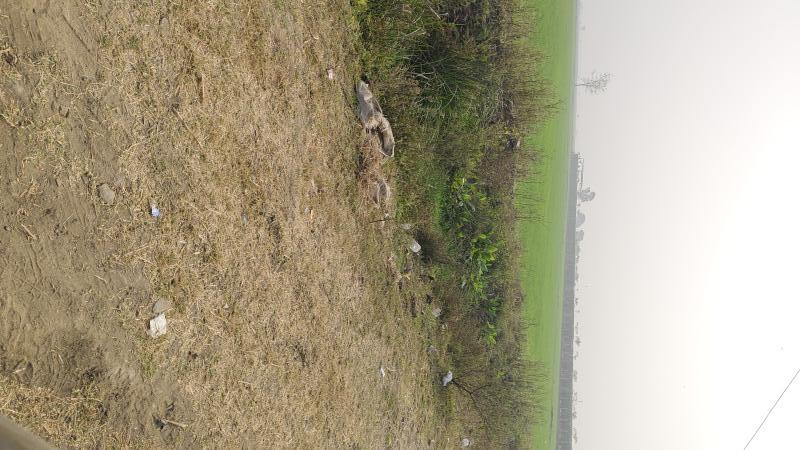  4 Acre Agricultural/Farm Land for Sale in Obedullaganj, Raisen